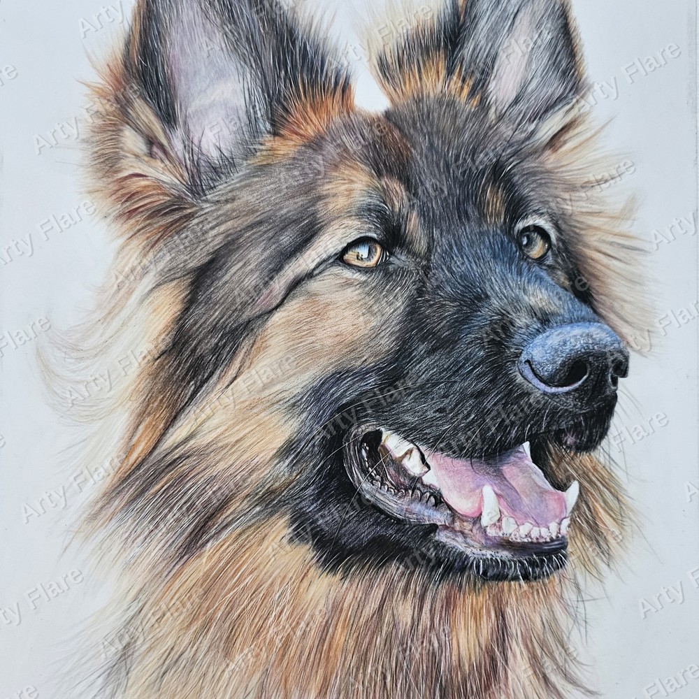 Realistic coloured pencil pet portrait of Alsatian by Arty Flare