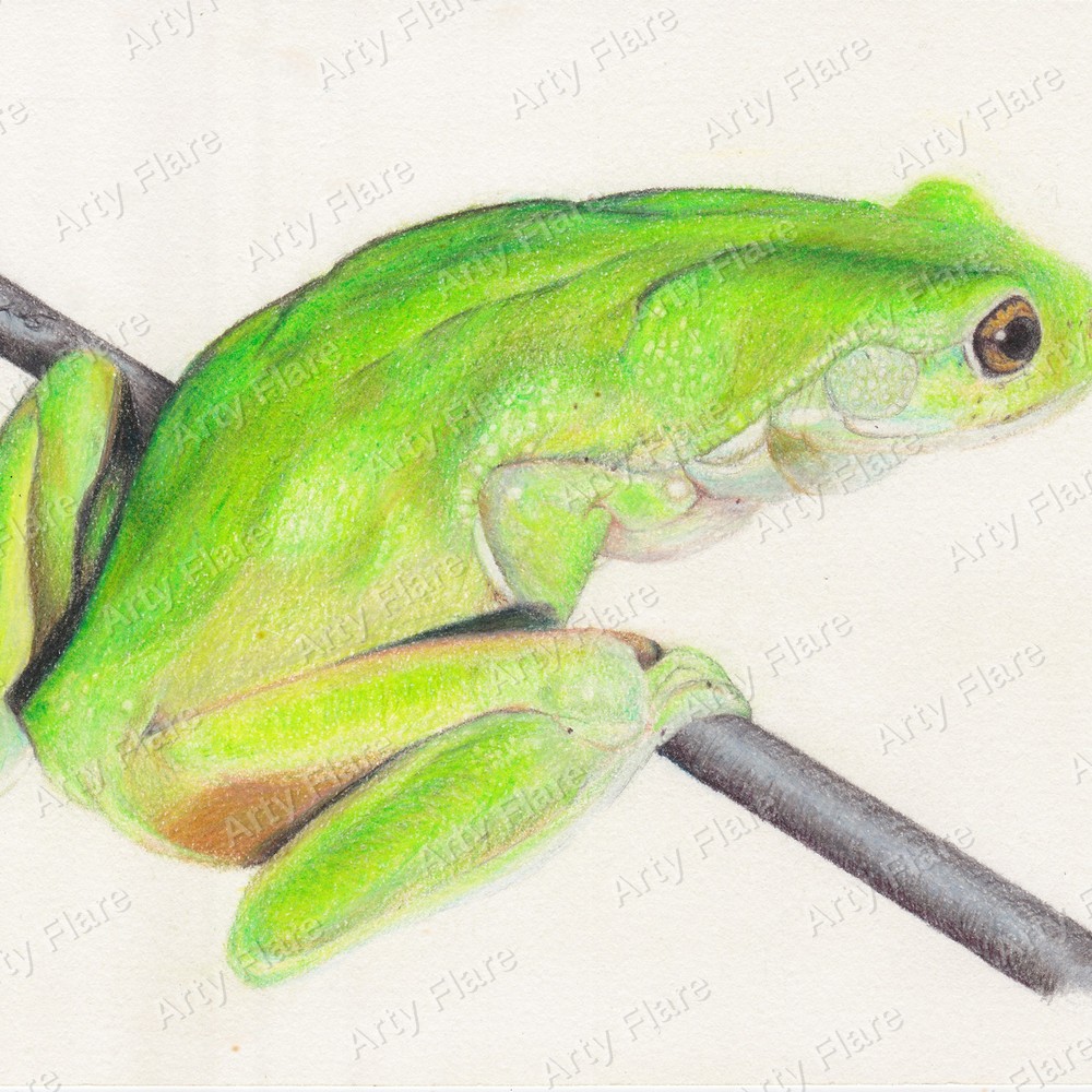 Realistic coloured pencil study of Green Tree Frog by Arty Flare