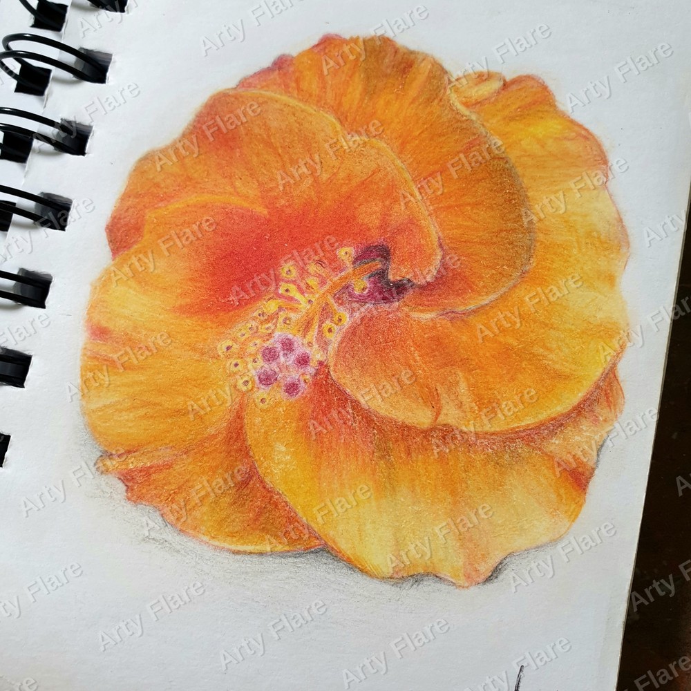 Realistic coloured pencil study of Hibiscus by Arty Flare