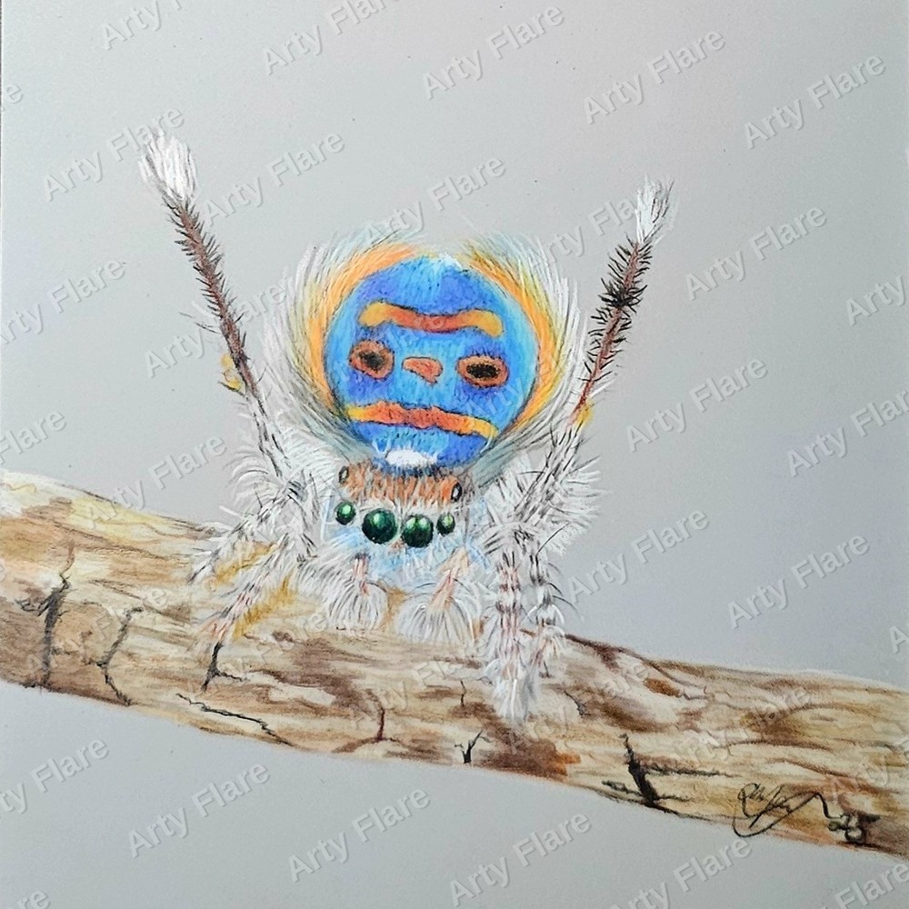 Fine art print of the coloured pencil artwork Peacock Spider by Arty Flare