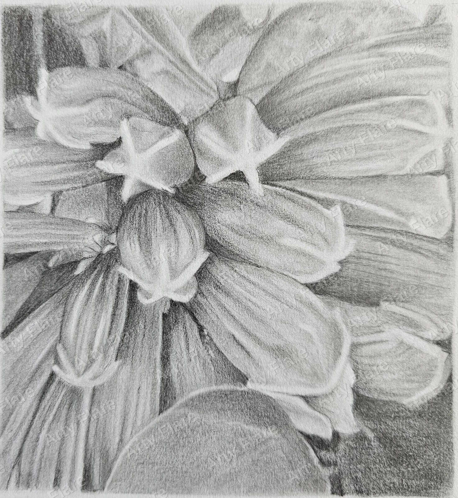 Realistic coloured pencil study of Fraser Island Creeper by Arty Flare