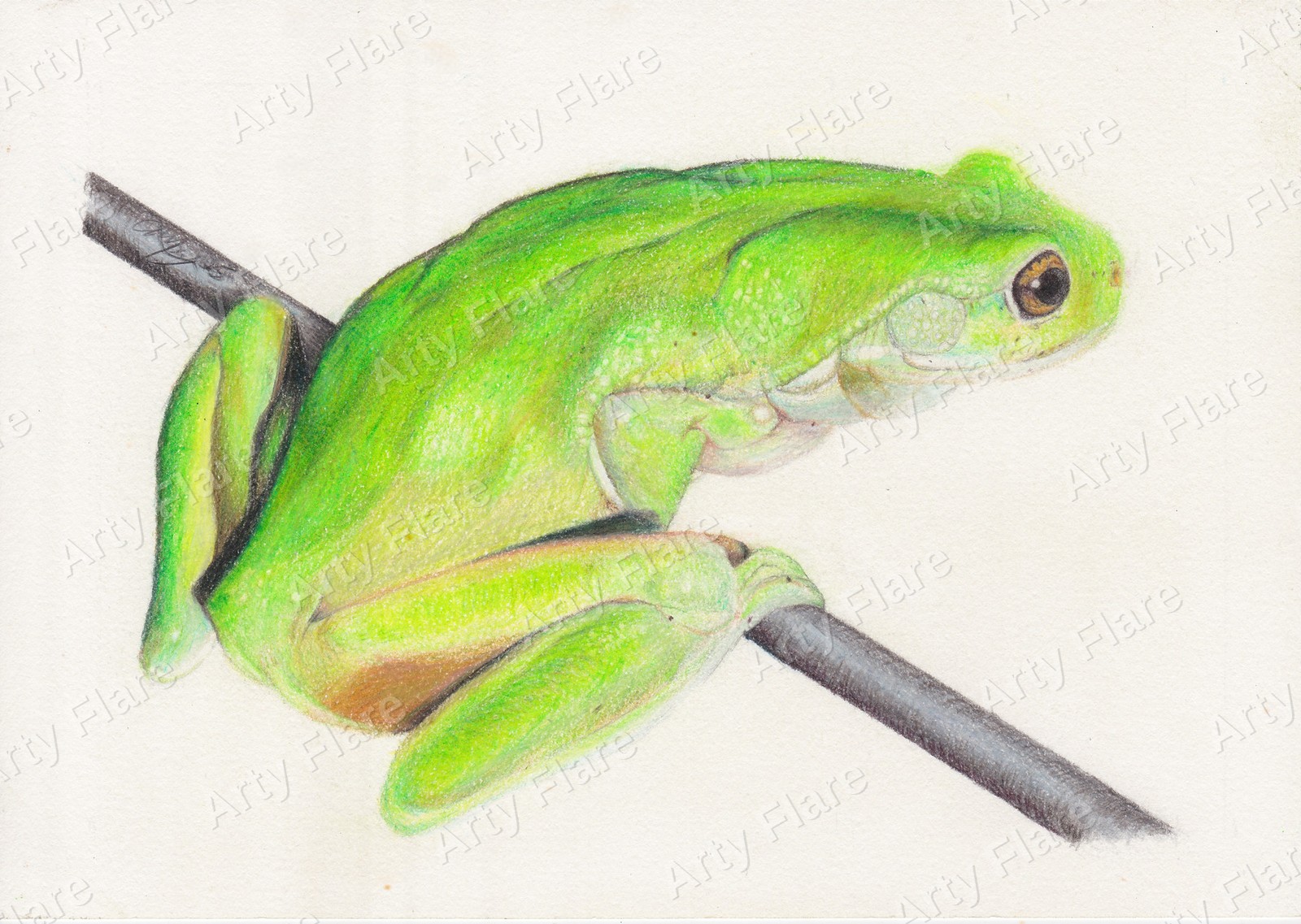 Cotton tote bag featuring the Green Tree Frog artwork by Arty Flare
