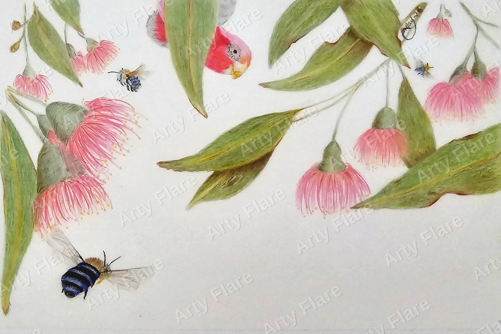 Fine art print of the coloured pencil artwork Gumnut & Banded Bee by Arty Flare