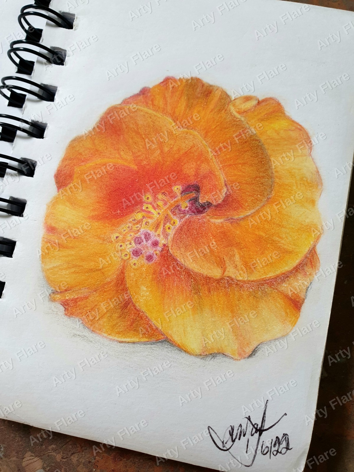 Realistic coloured pencil study of Hibiscus by Arty Flare