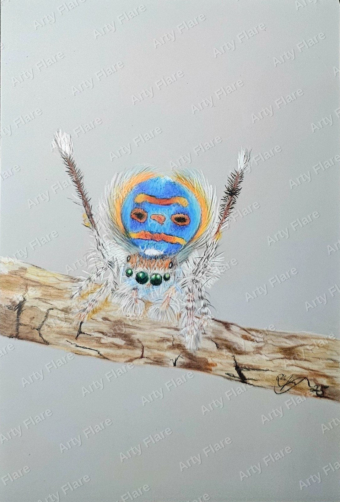 Realistic coloured pencil study of Peacock Spider by Arty Flare