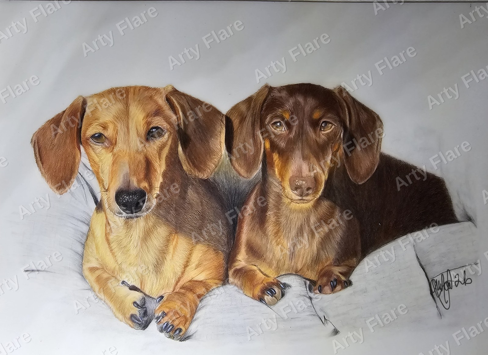 Coloured pencil drawing of two dachshunds resting together