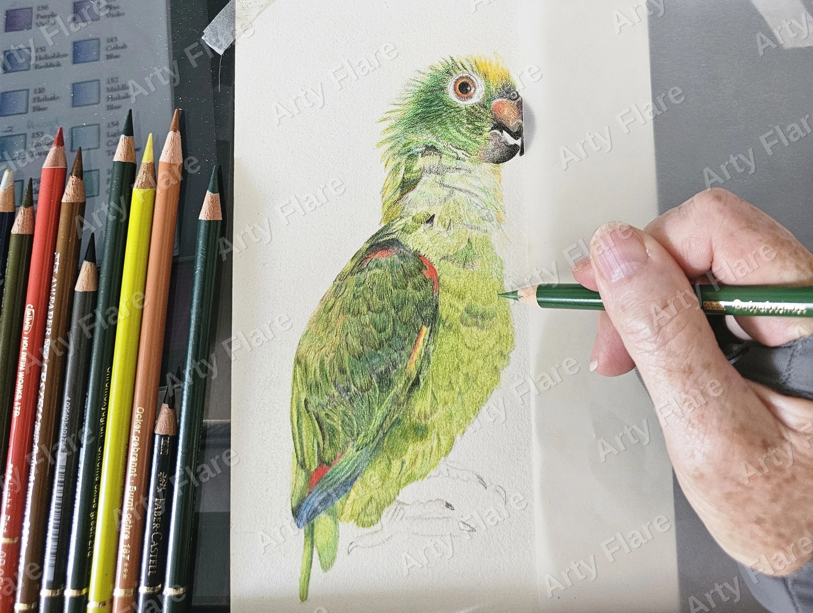 Coloured pencil drawing of a green parrot in progress