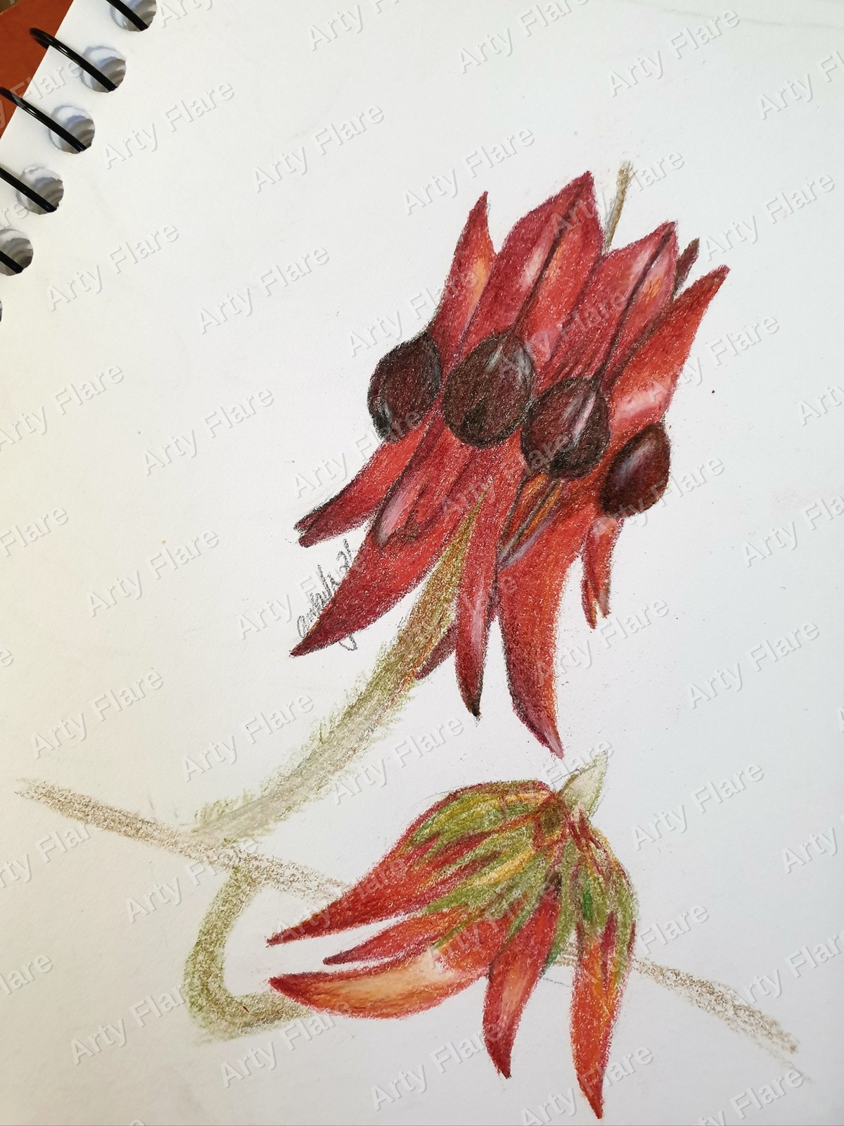 Realistic coloured pencil study of Sturt's Desert Pea by Arty Flare